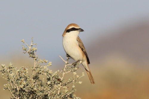 Red-tailed Shrike