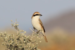 Lanius phoenicuroides