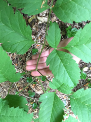 Ligusticum canadense