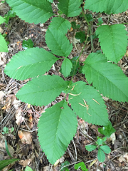 Ligusticum canadense