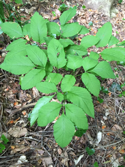 Ligusticum canadense