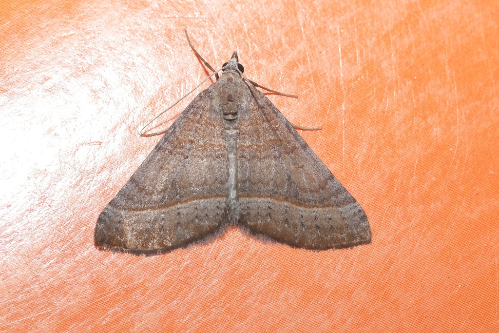 Scotopteryx cryptocycla