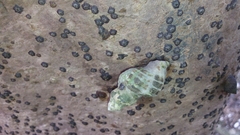 Gastropoda