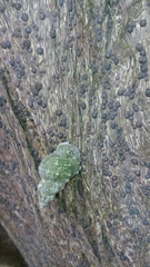 Gastropoda