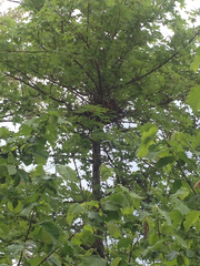 Turdus merula