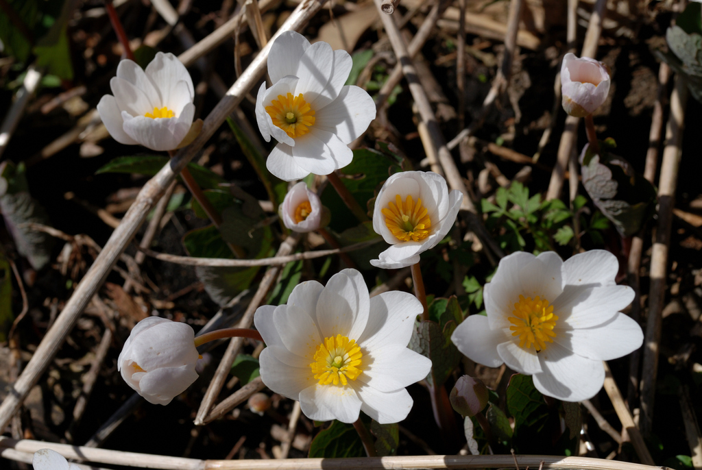 Chelidonieae