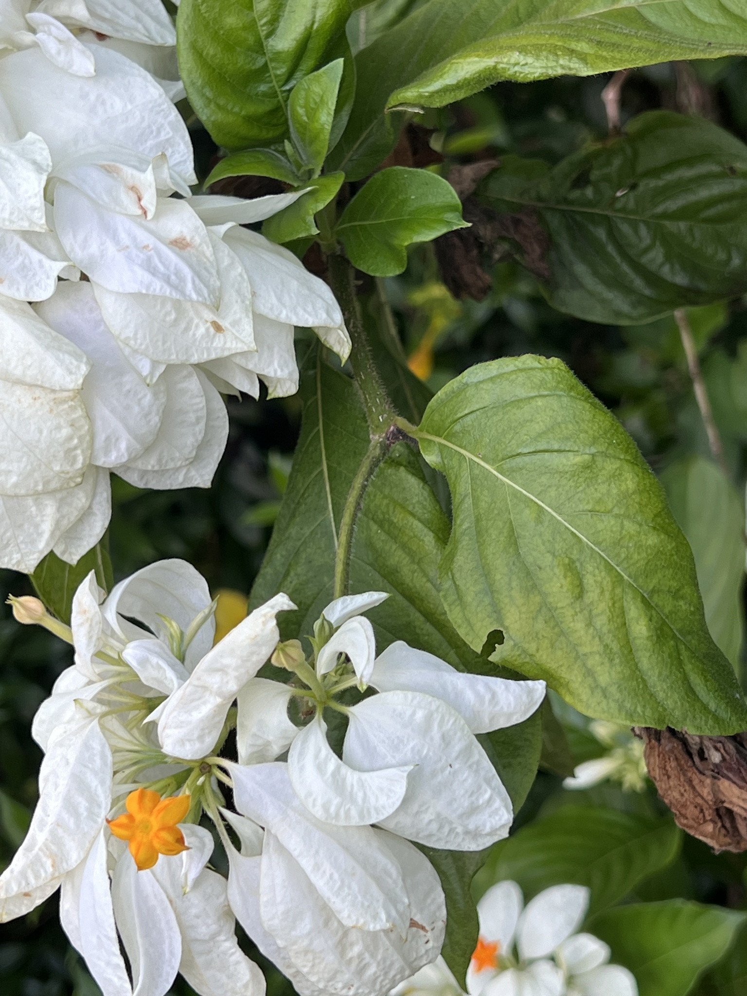 Imagem de Mussaenda