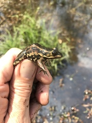 Lithobates virgatipes