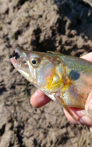 Acestrorhynchus pantaneiro