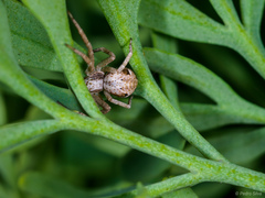 Pulchellodromus pulchellus