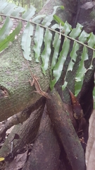 Anolis osa