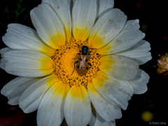Trichodes octopunctatus