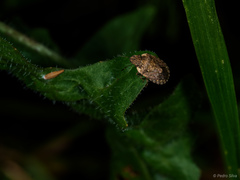 Sciocoris sideritidis