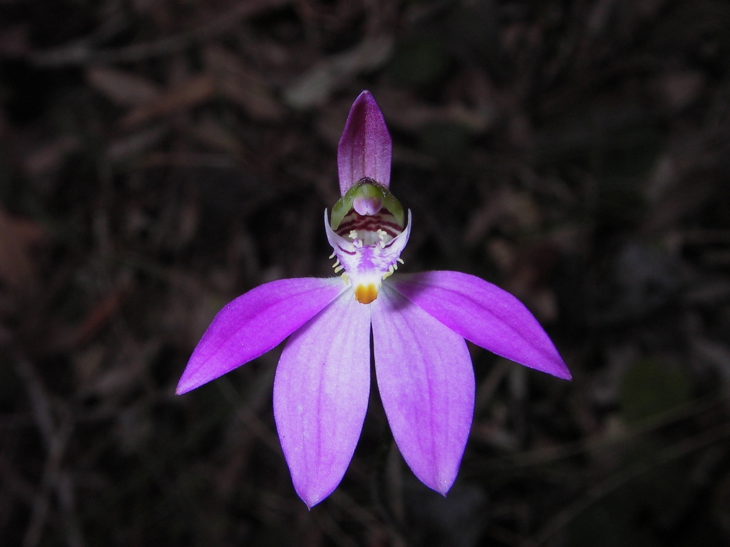 Caladenia porphyrea
