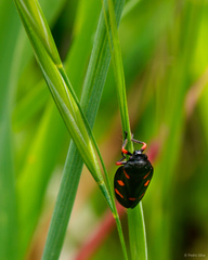 Cercopis intermedia