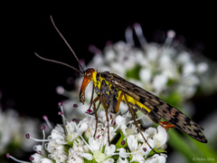 Panorpa meridionalis