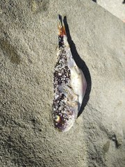 Amblyrhynchote honckenii