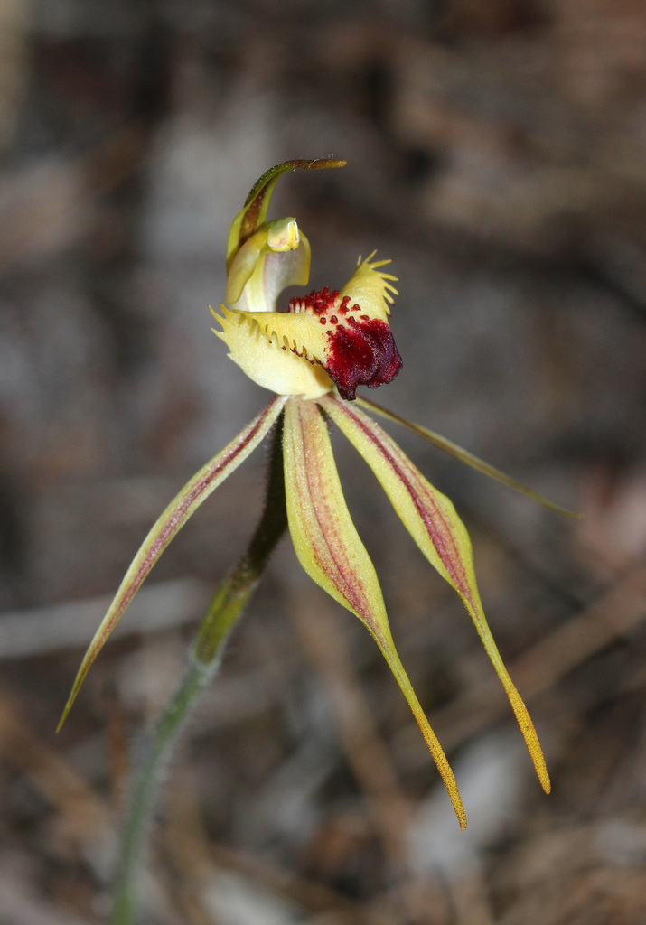 Caladenia rhomboidiformis