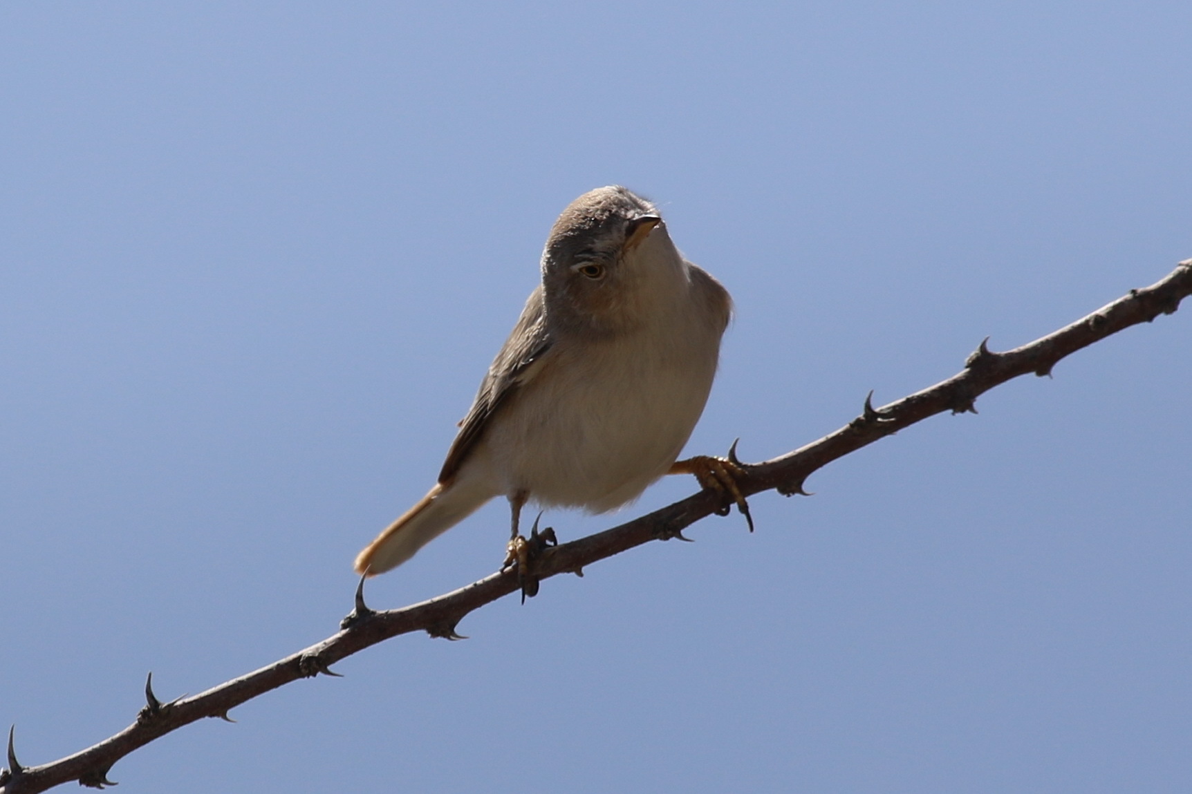 Asian Desert Warbler