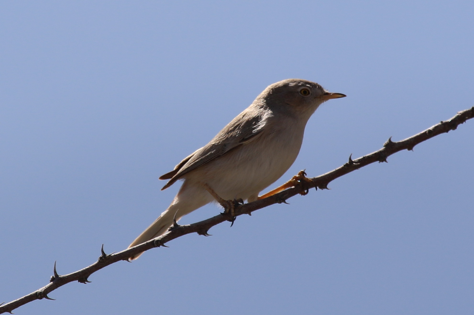 Asian Desert Warbler