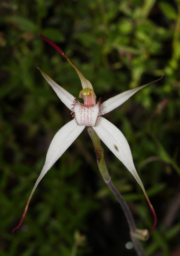 stiff spider orchid (Caladenia rigida)