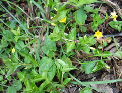 Lysimachia nemorum