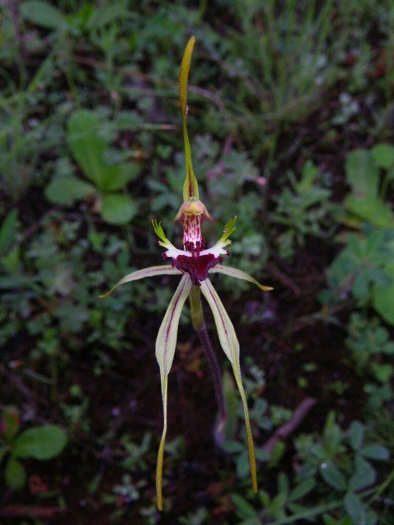 Caladenia rileyi