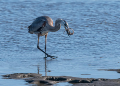 Ctenogobius sagittula