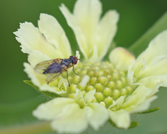 Otitinae