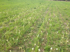 Ornithogalum nutans