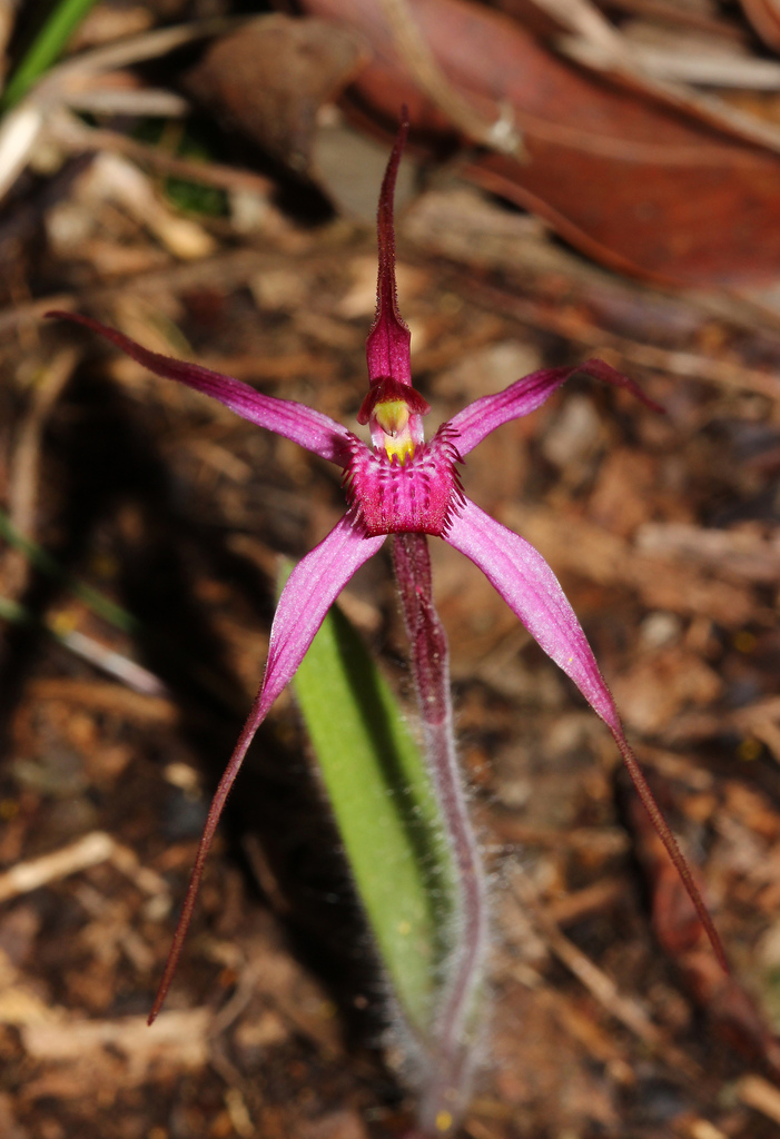 Caladenia rosella