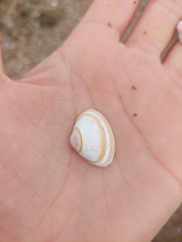 Elliptical Trough Shell, Holandia, photo 4 of 10