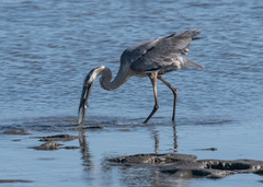 Ctenogobius sagittula