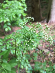 Ligusticum canadense