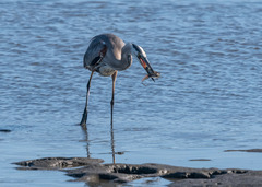 Ctenogobius sagittula