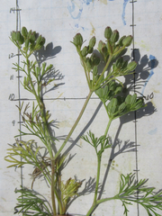 Ammoselinum popei