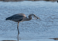 Ctenogobius sagittula