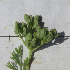 Ammoselinum popei