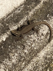 Podarcis muralis