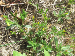 Croptilon rigidifolium