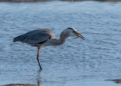 Ctenogobius sagittula
