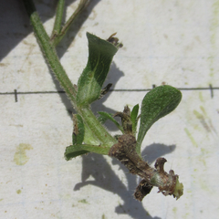 Croptilon rigidifolium