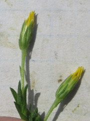 Croptilon rigidifolium