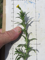 Croptilon rigidifolium