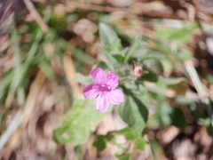 Ruellia inundata image