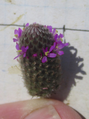 Dalea emarginata