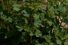 Malacothamnus densiflorus