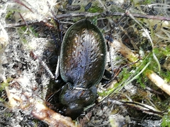 Carabus lusitanicus antiquus