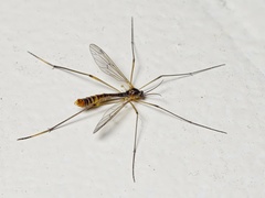 Ptychoptera albimana
