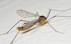 Ptychoptera albimana